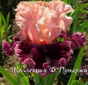 ромео и джульетта883